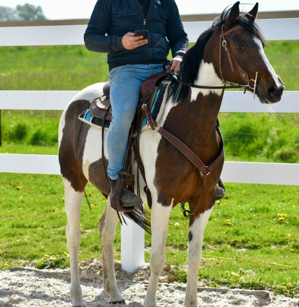 Zeer mooie braaf gereden 11jarige pinto merrie, Vermifugé, 11 ans ou plus, Poney western, Débourré