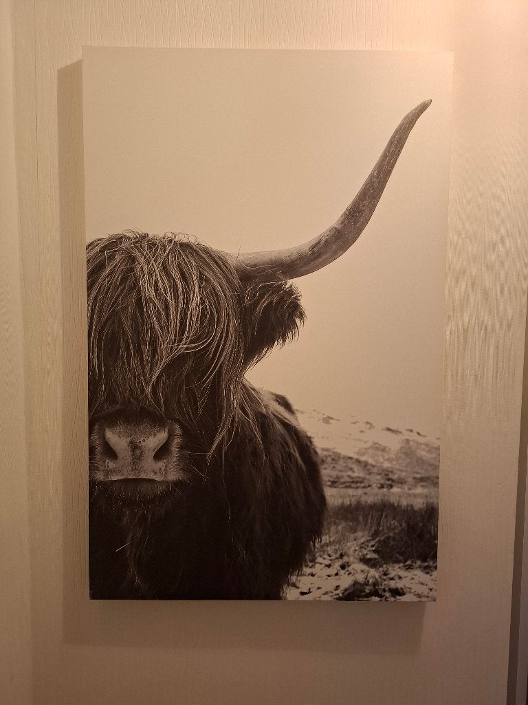 Canvas schotse hooglander koe, Ophalen, Nieuw