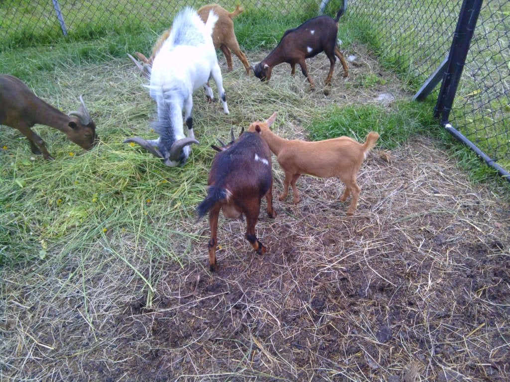 Berg geitjes, Dieren en Toebehoren, Schapen, Geiten en Varkens, Meerdere dieren, Geit, 0 tot 2 jaar