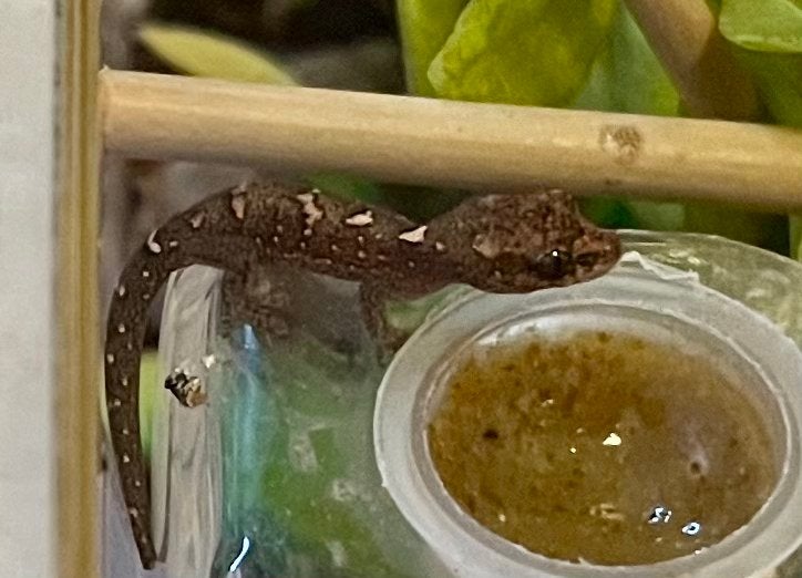 Bavayia exsucidda, New Caledonia gekko, Dieren en Toebehoren, Reptielen en Amfibieën, Hagedis