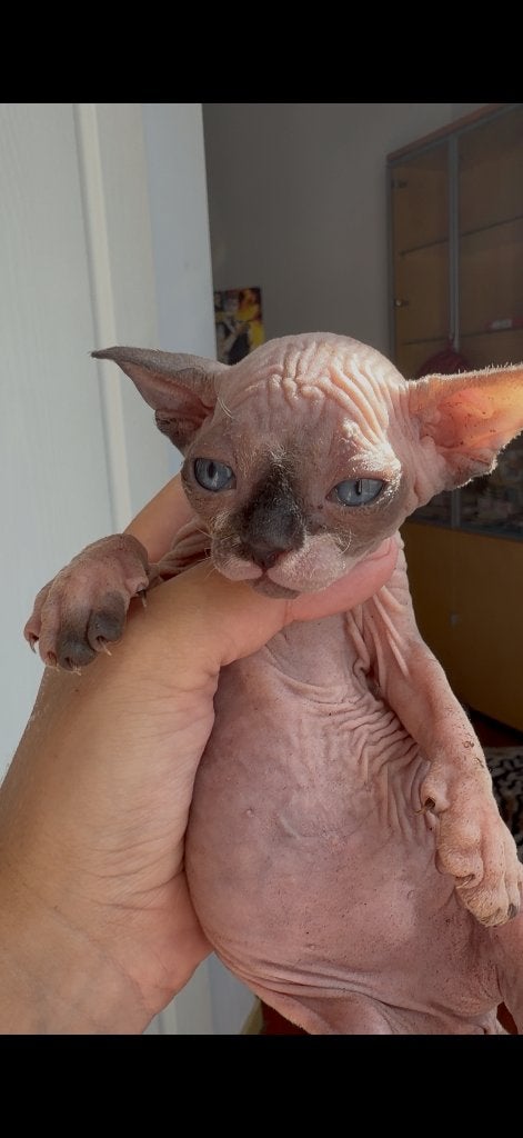 Chaton SPHYNX, Plusieurs animaux, Avec pedigree, 0 à 2 ans