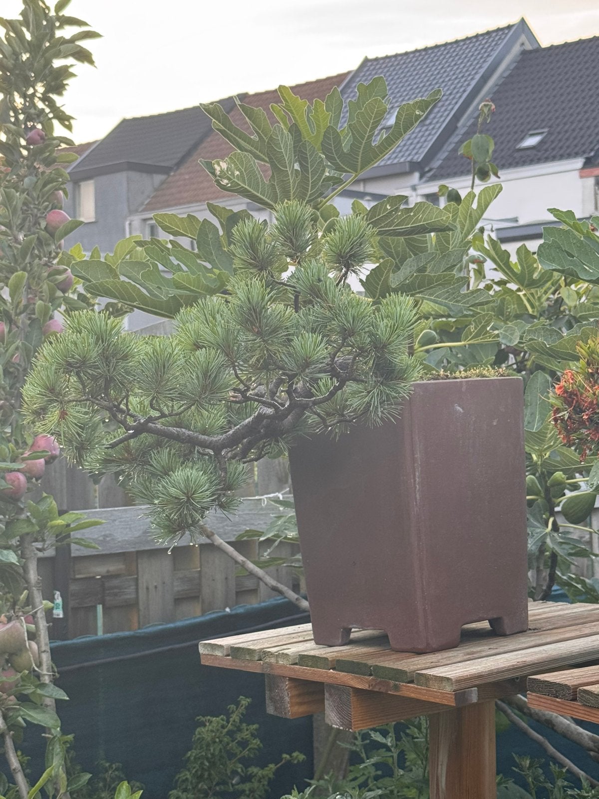 Bonsaï Pinus pentaphylla cascade, Jardin & Terrasse, En pot, Moins de 100 cm, Plein soleil, Autres espèces