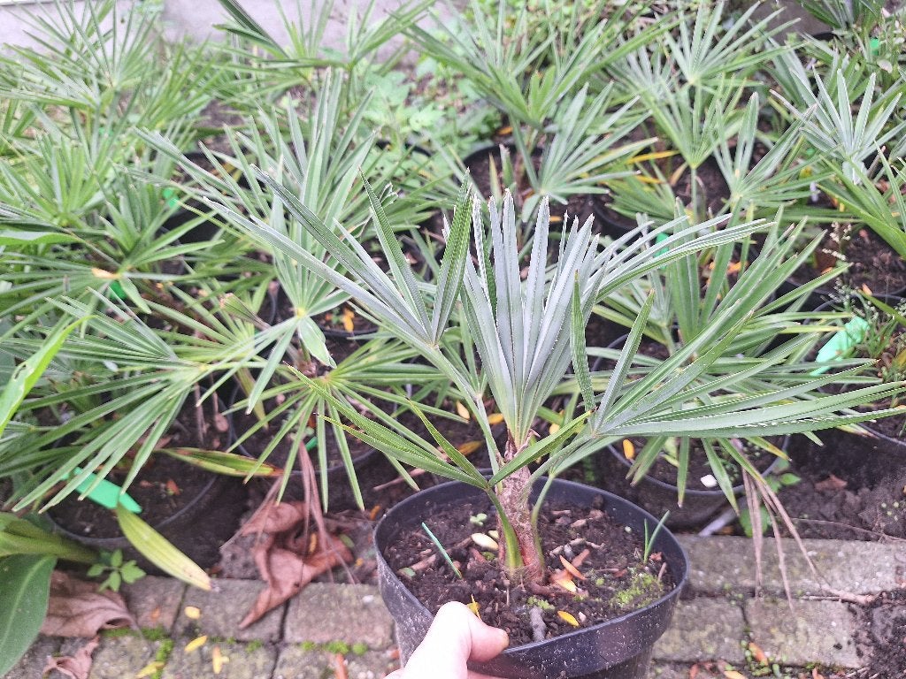 Zeldzame hybride palmbomen T. princeps x wagnerianus., Halfschaduw, Ophalen of Verzenden, Lente, Minder dan 100 cm