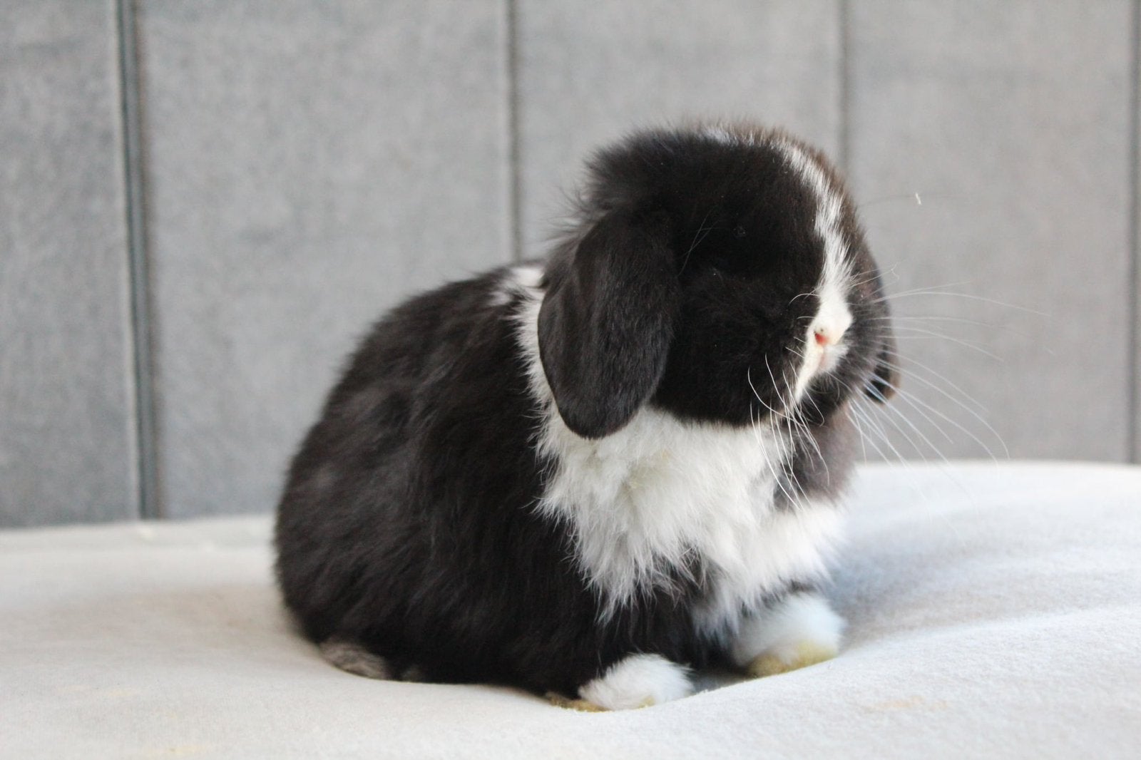 Zwartbonte BO minilop ram, Dieren en Toebehoren, Mannelijk, Klein, Hangoor, 0 tot 2 jaar
