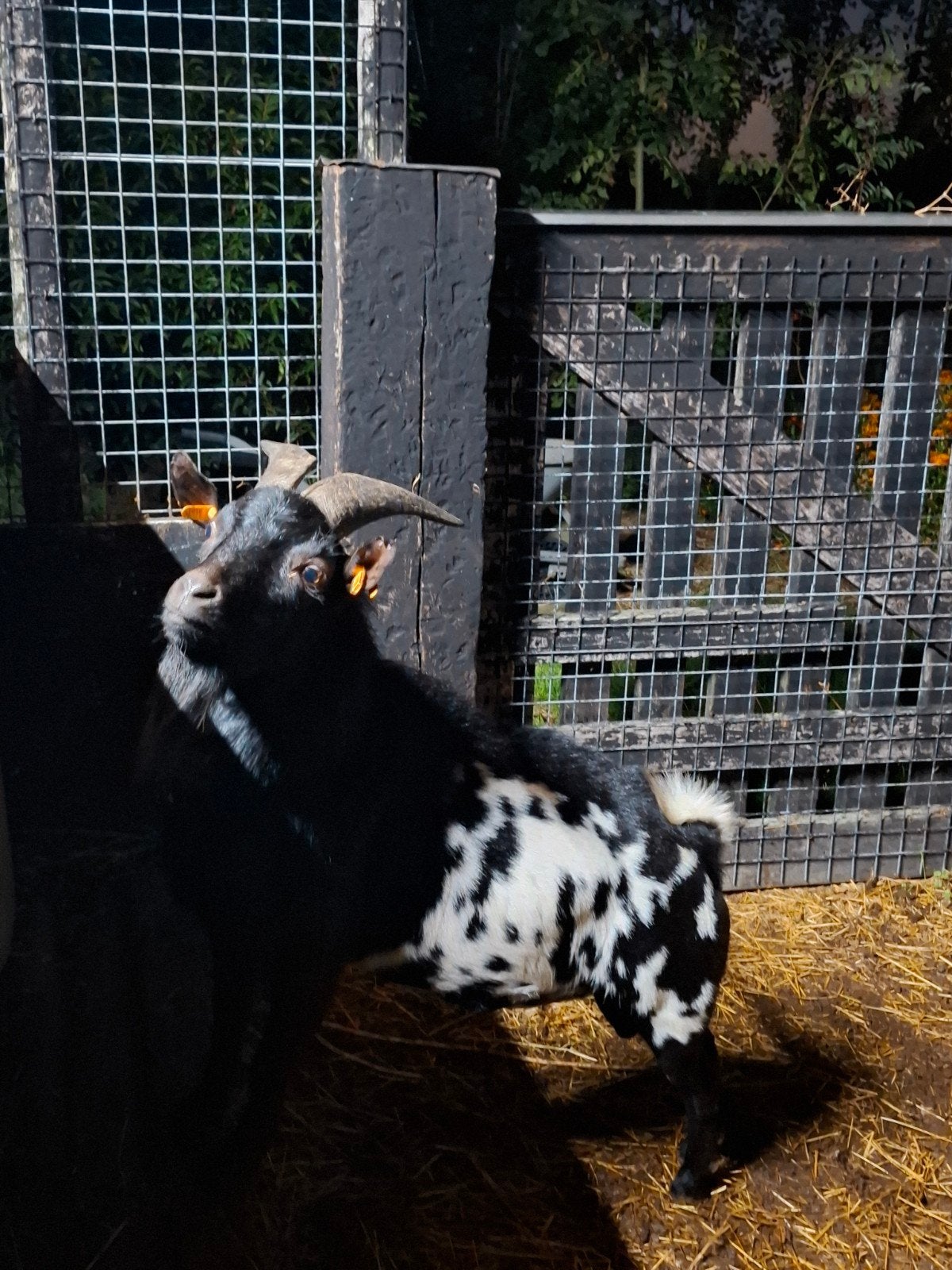 mooie dwergbok, Dieren en Toebehoren