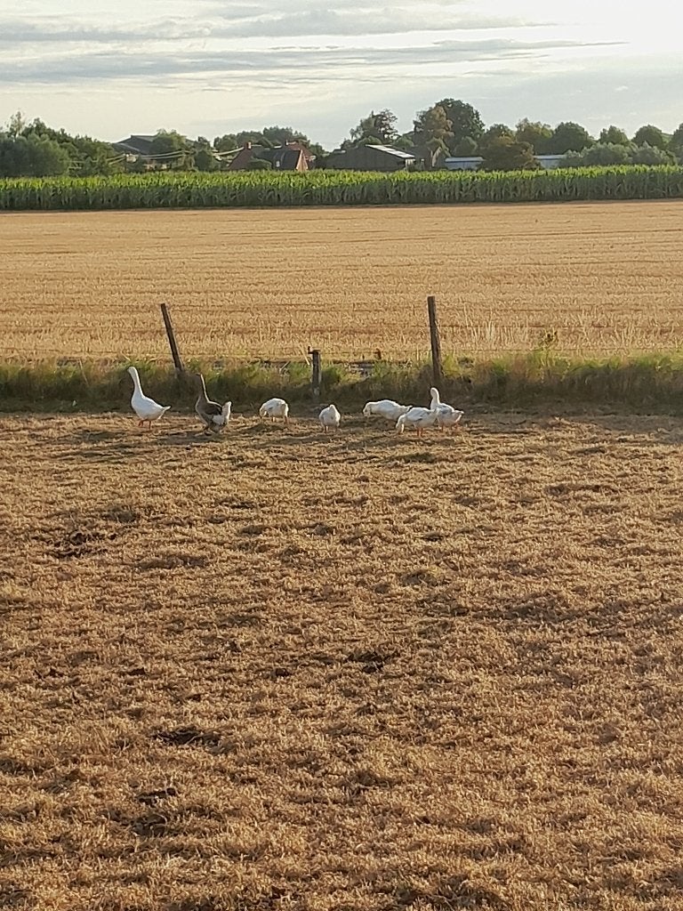 volwassen kuikens van boerengans, Dieren en Toebehoren