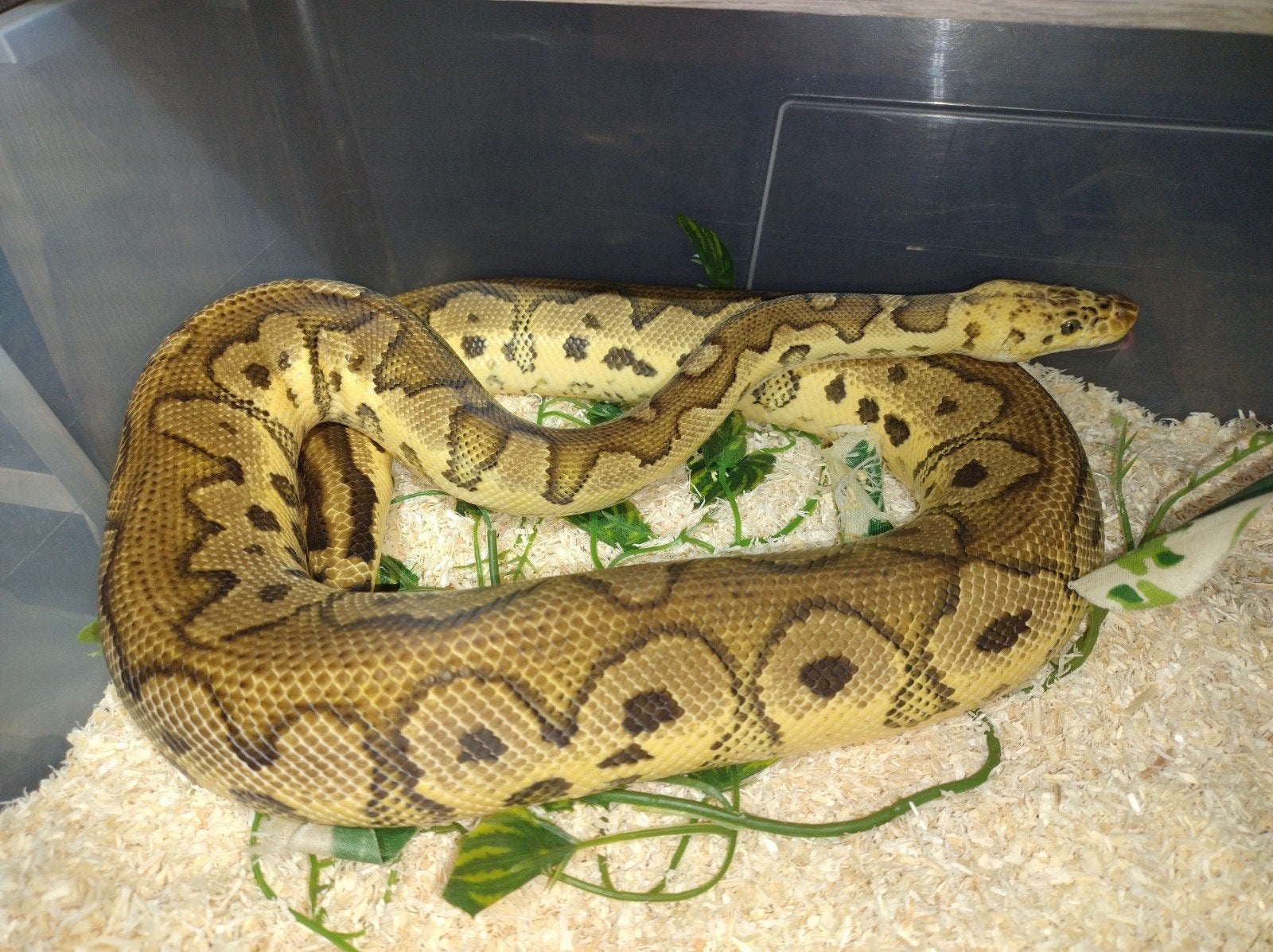 Python regius ghi pastel clown man, Dieren en Toebehoren, Slang, 3 tot 6 jaar