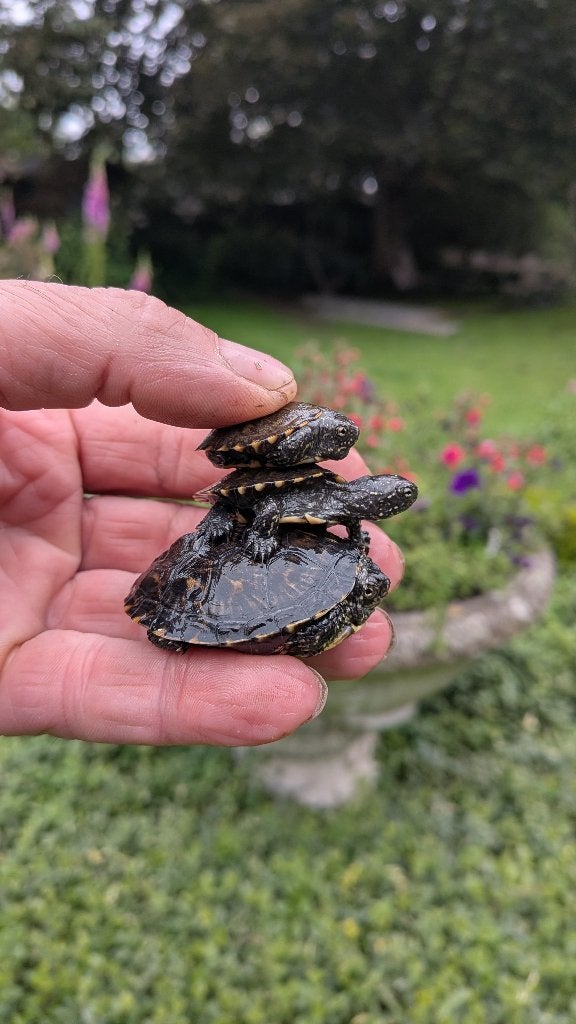 Cistude d' d Europe propre élevage, Animaux & Accessoires, Reptiles & Amphibiens, Tortue, 0 à 2 ans
