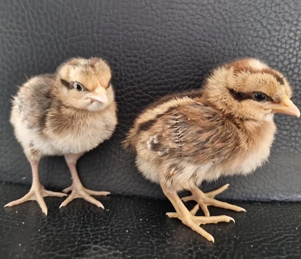 Cream legbar kuikens, Dieren en Toebehoren, Pluimvee