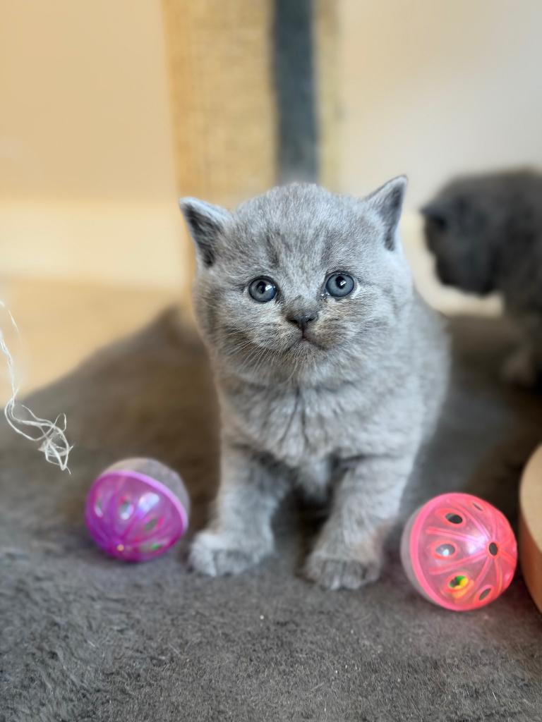 Britse korthaar kittens, Dieren en Toebehoren, Katten en Kittens | Raskatten | Korthaar, Meerdere dieren, Gechipt, 0 tot 2 jaar