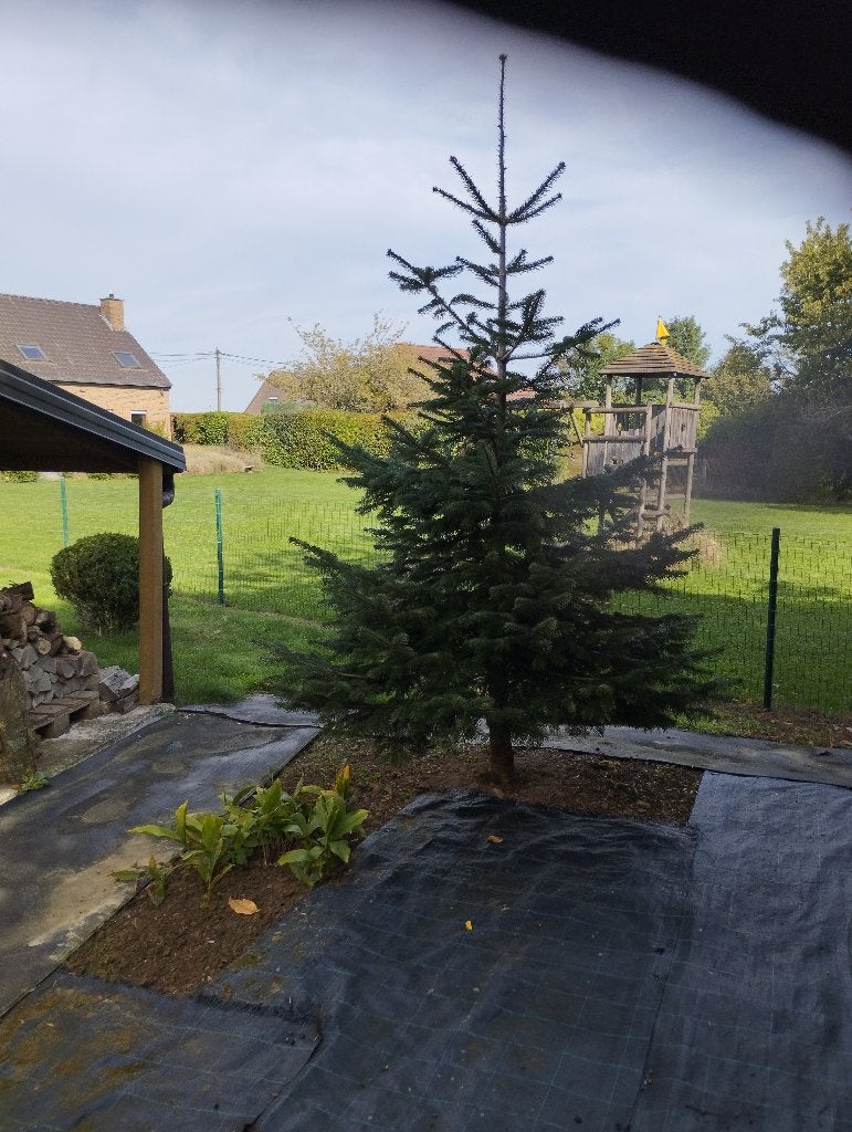 sapin de Noêl, Enlèvement ou Envoi, Neuf