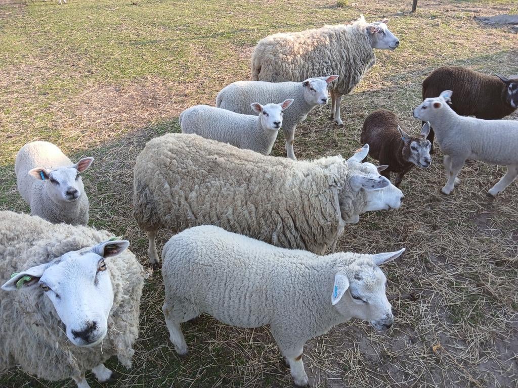 Begrazing gezocht voor schapen