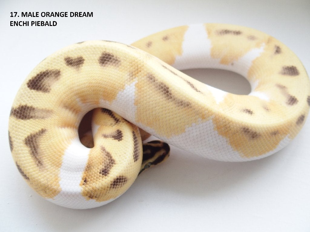 Koningspythons nakweek 2026 Ball Python photo 17