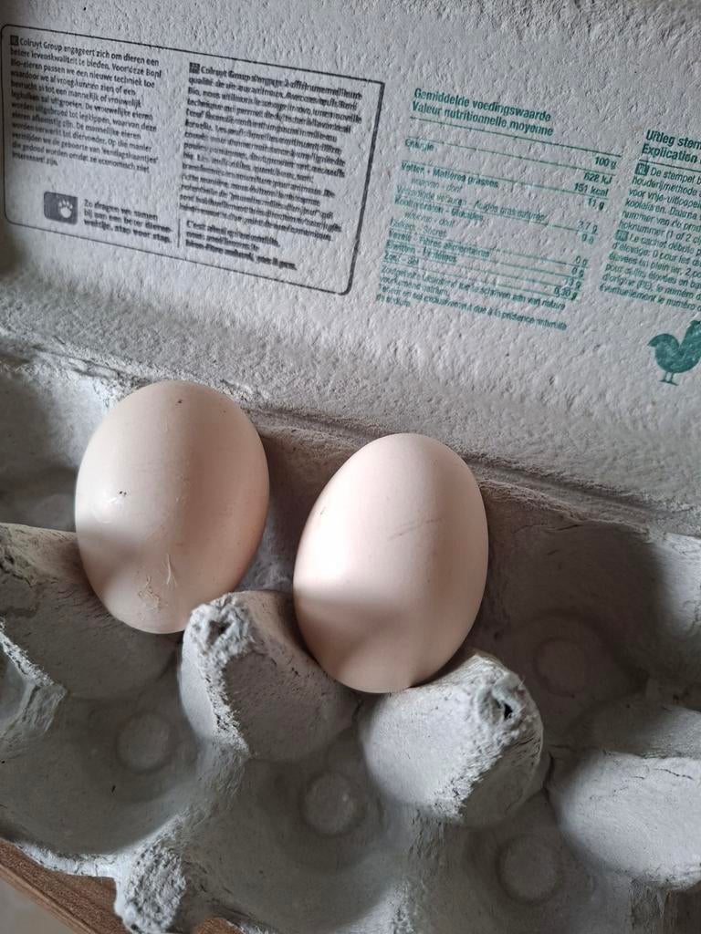 Oeufs à éclore Poule de bresse, Enlèvement
