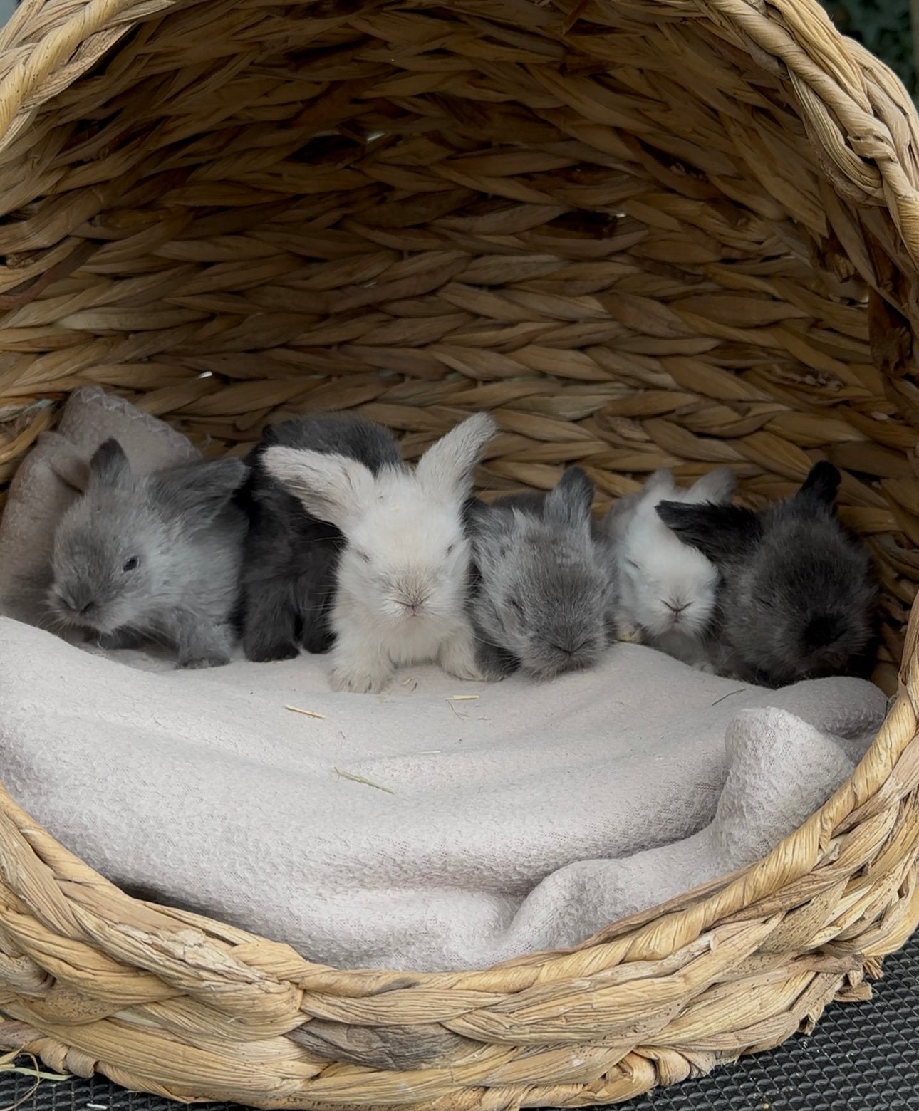 Mini lion lop voedstertjes, Dieren en Toebehoren, Hangoor
