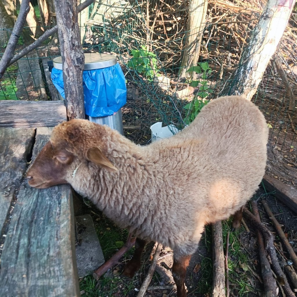 moutons, Mâle, Mouton