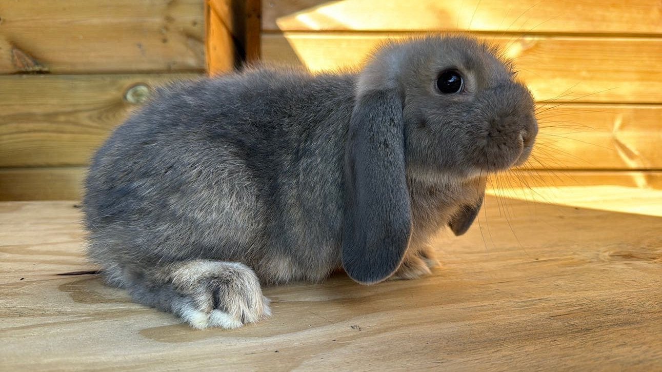 Nhd ram, Dieren en Toebehoren, Mannelijk, Dwerg, Hangoor, 0 tot 2 jaar