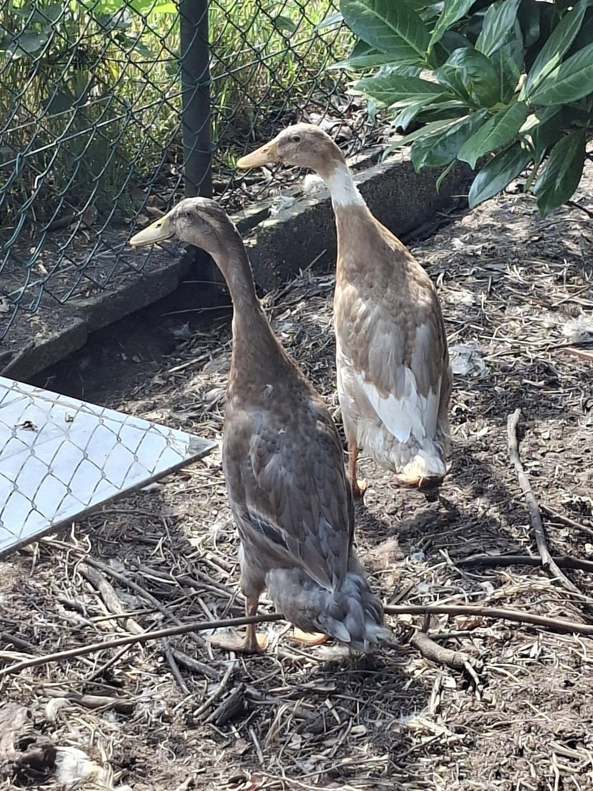 Jonge indische loopeenden van 2026, Dieren en Toebehoren, Pluimvee