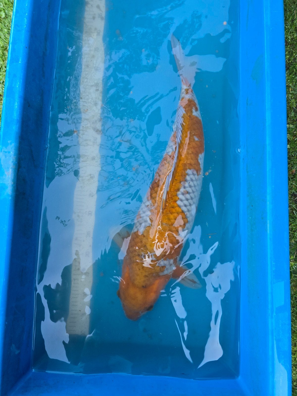 Très grande et belle shigure Ochiba 70-75 cm, Animaux & Accessoires, Poissons | Poissons d'étang