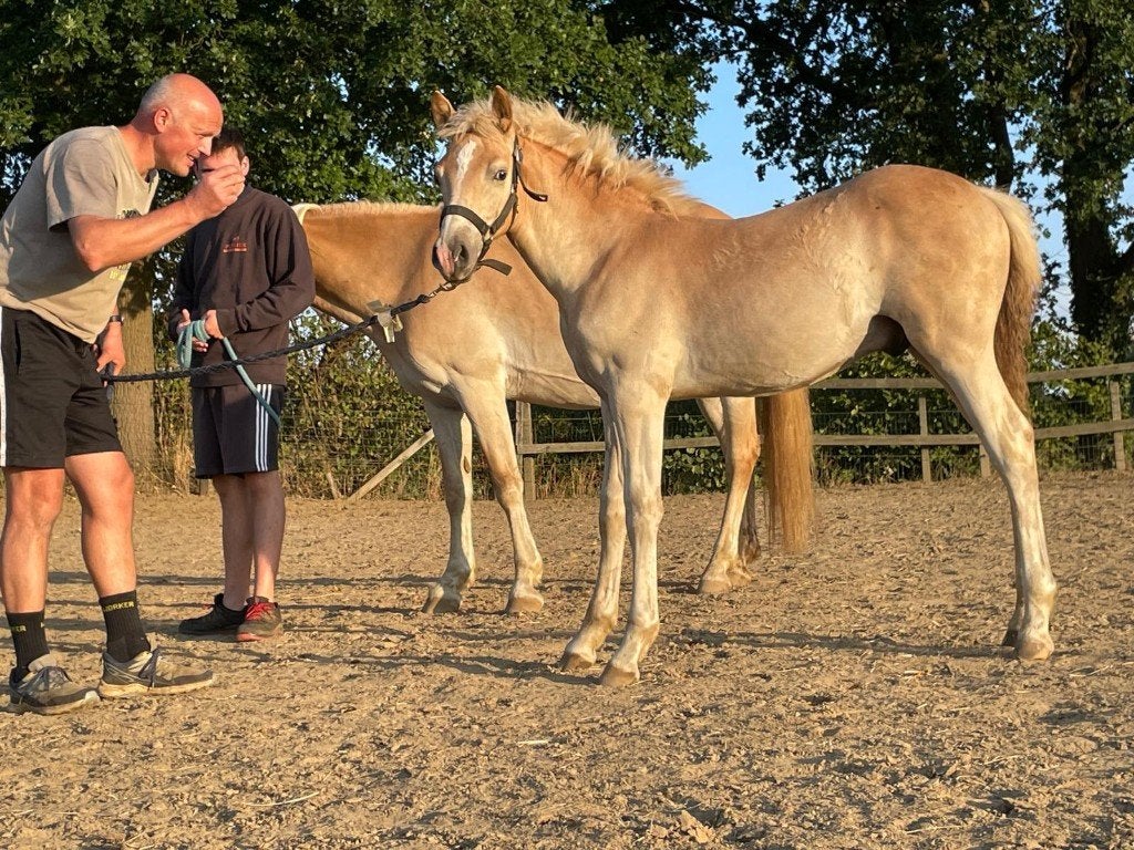 haflinger hengsten veulen, Minder dan 160 cm, Met stamboom, Niet van toepassing, 0 tot 2 jaar