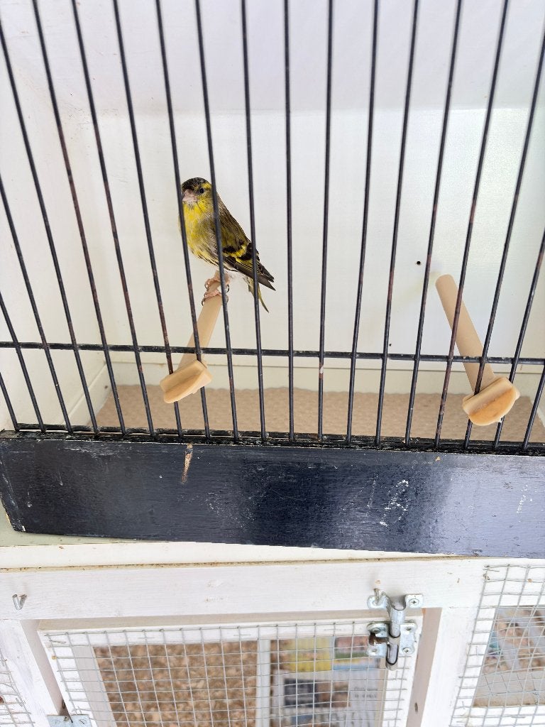 Eelzensijs, Wildzangvogel, Geringd