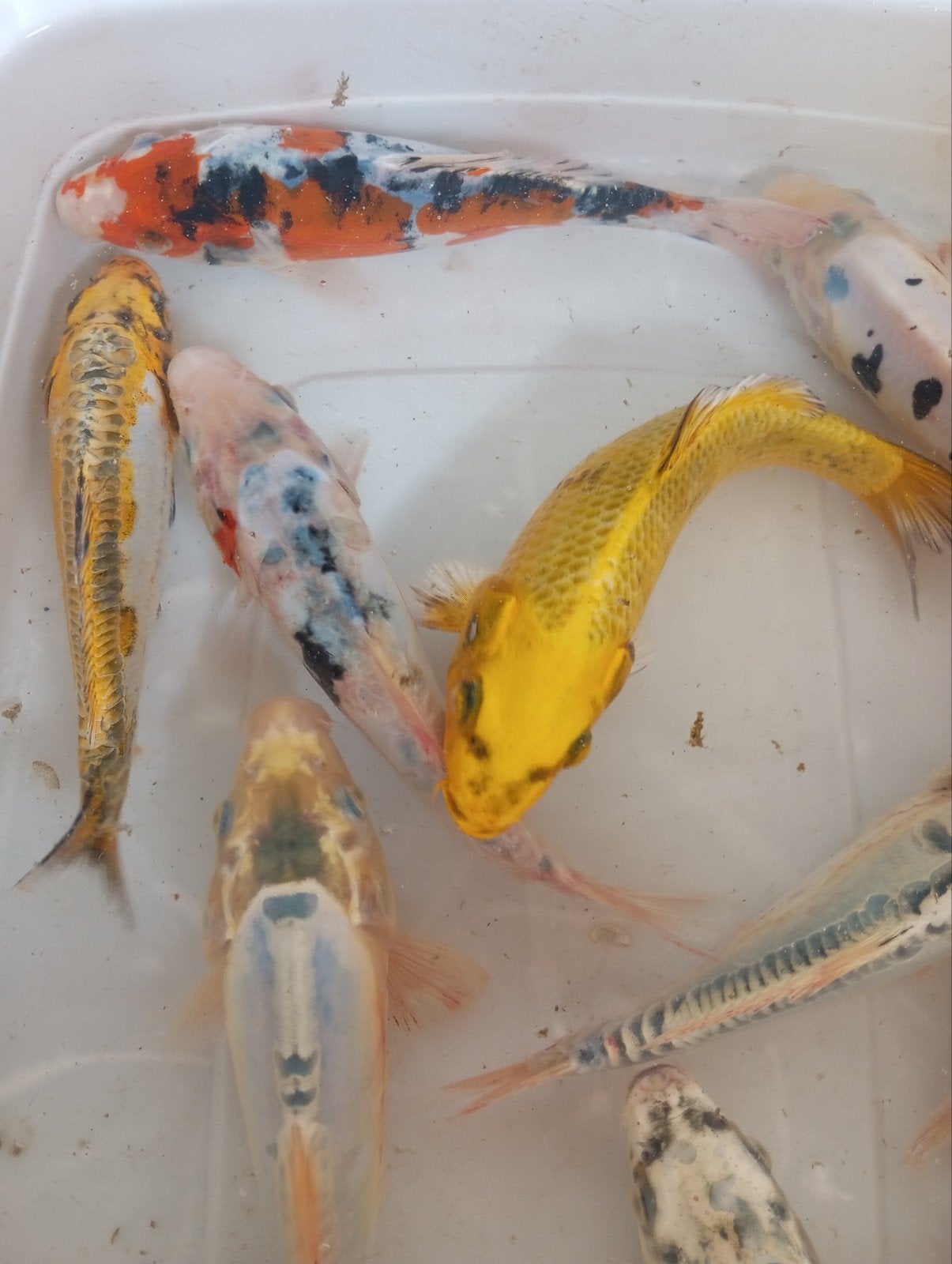 Lot de 10 cages x 20 cm, Animaux & Accessoires, Poissons | Poissons d'étang