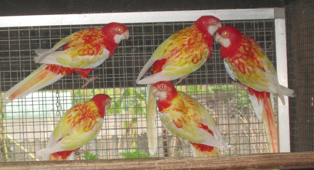rubino rosella's, Dieren en Toebehoren, Meerdere dieren, Parkiet, Geringd