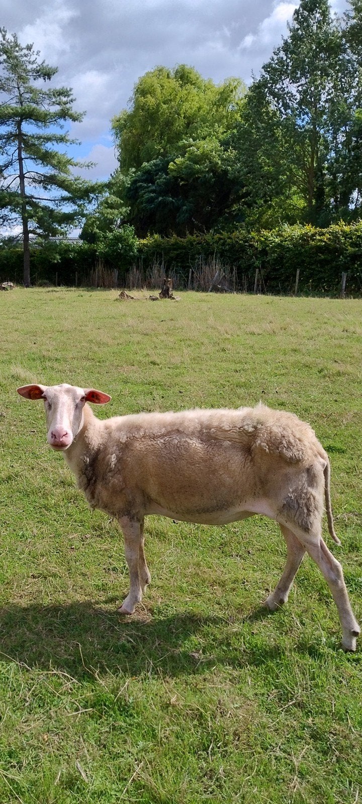 Melkschaap te koop, Dieren en Toebehoren, Vrouwelijk, Schaap, 3 tot 5 jaar