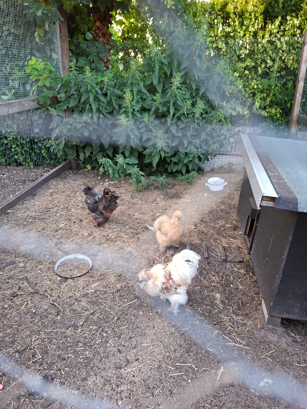 hanen, Mâle, Poule ou poulet