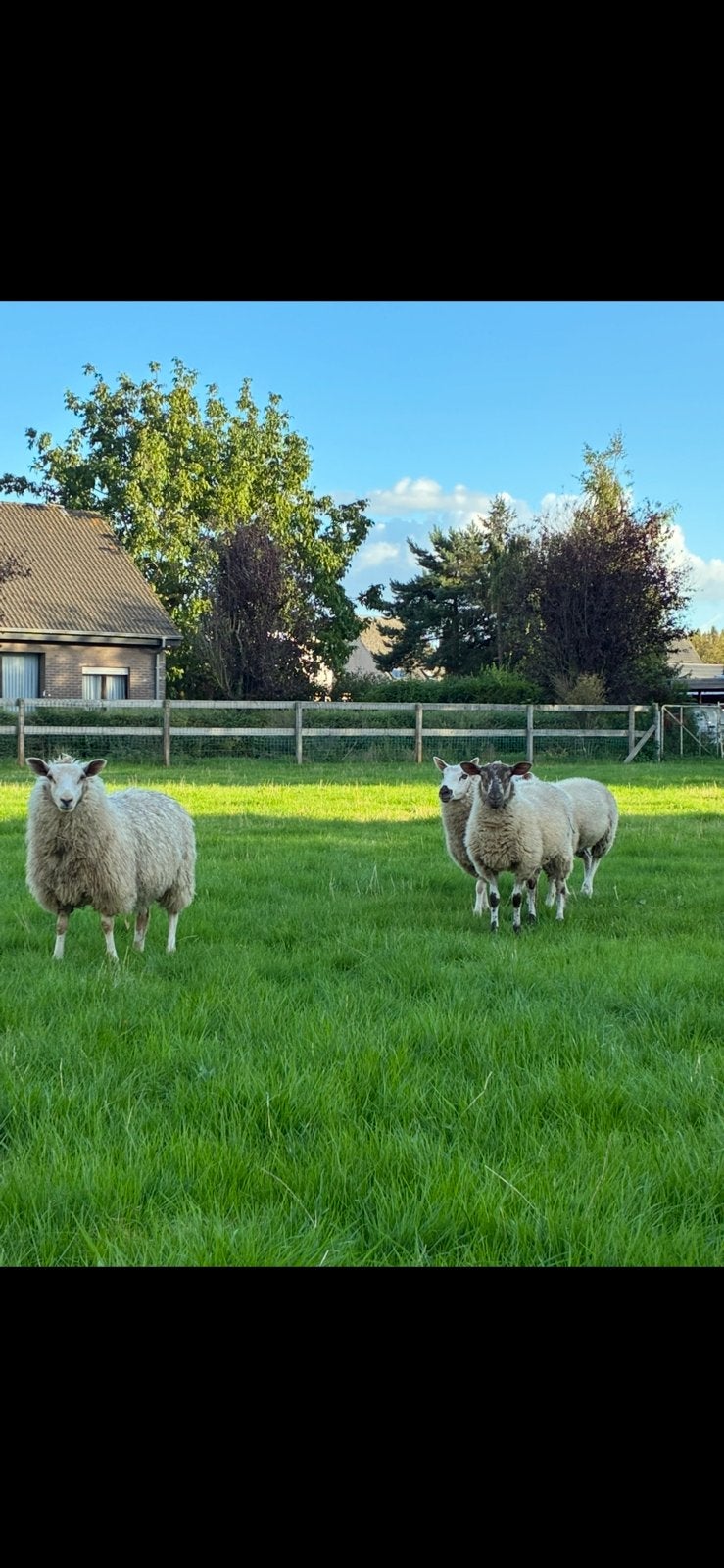 4 ooi lammeren, Dieren en Toebehoren