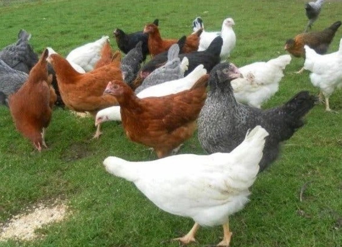 Legkippen legklaar, Dieren en Toebehoren, Pluimvee, Vrouwelijk, Kip