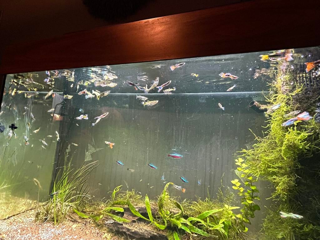 Gratis Guppy visjes volwassen & fry, Vis, Zoetwatervis