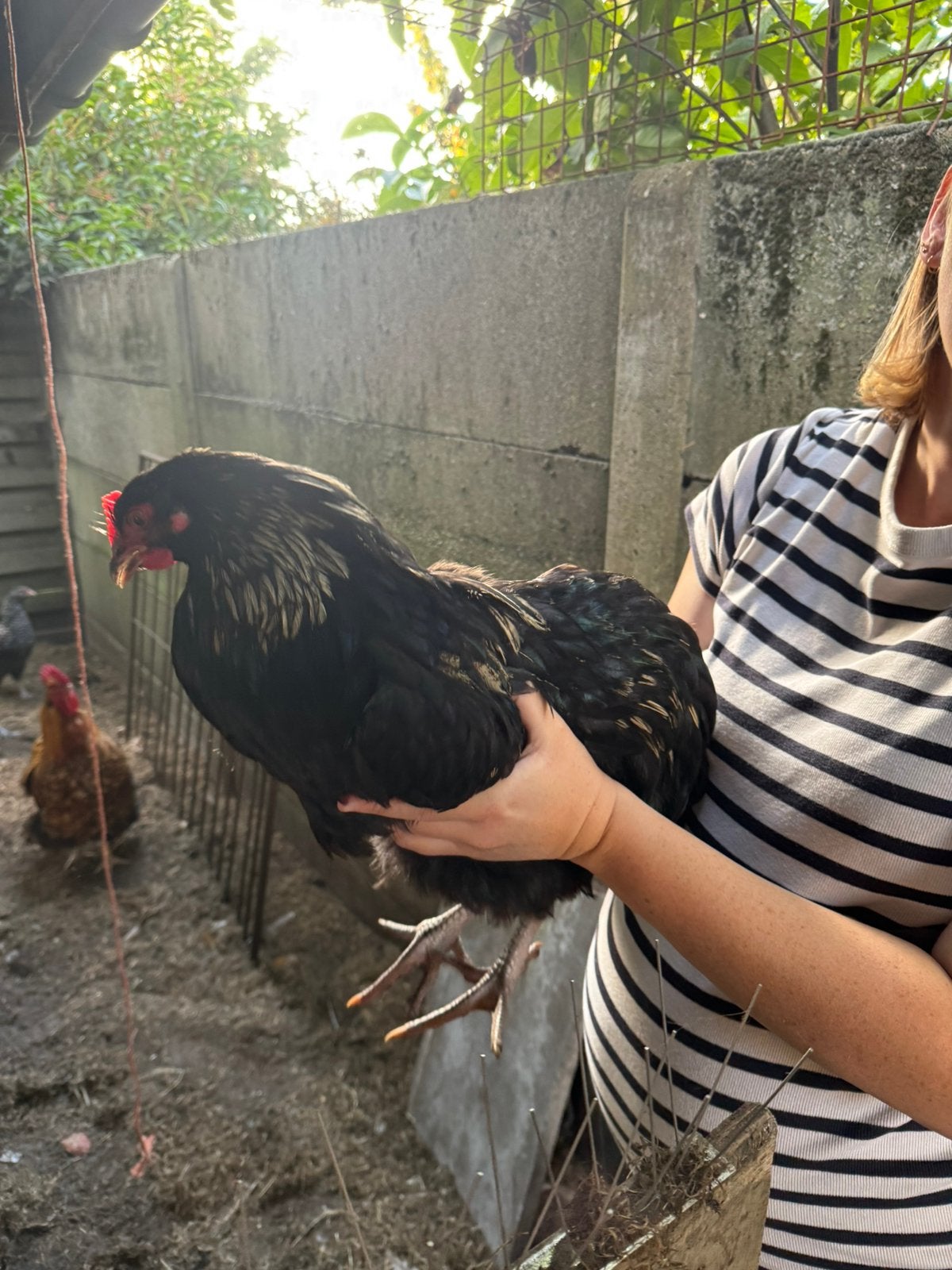 Orpington haan van eind april, Mannelijk, Kip
