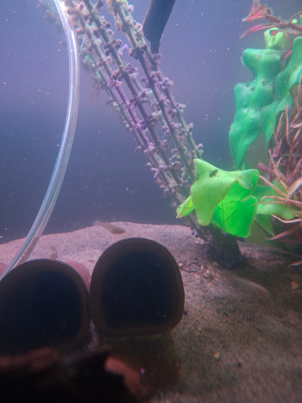 Jonge guppies