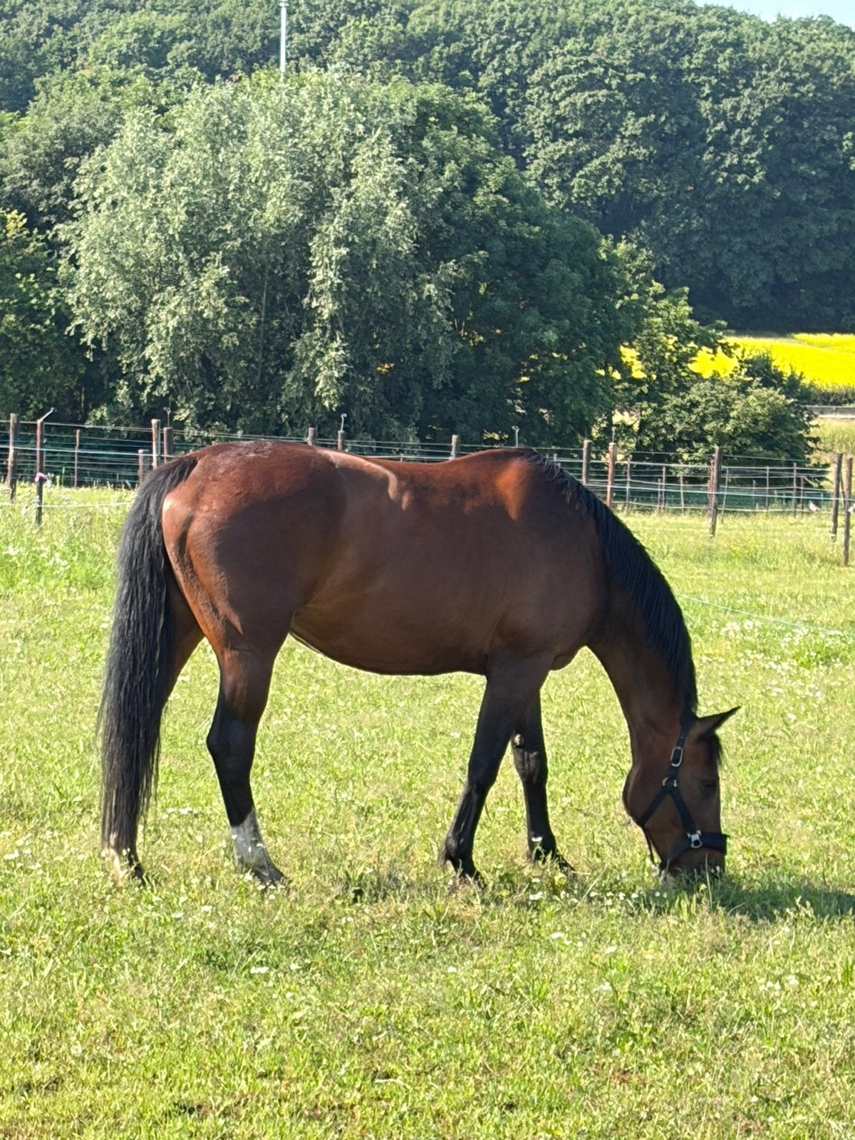 Te Koop 16 jarige Darco BWP fokmerrie, Dieren en Toebehoren, Merrie