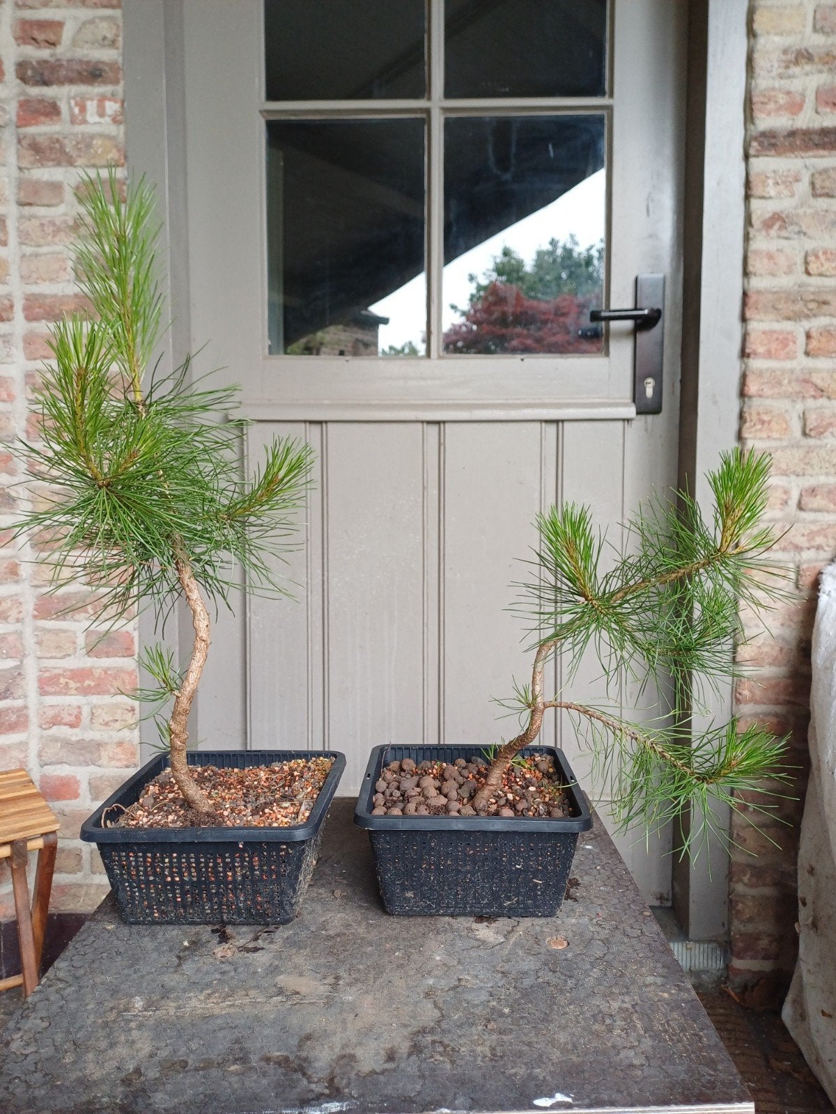 2x Pinus Nigra - Europese Zwarte Den voor tuin of bonsai, Tuin en Terras, Planten | Bomen, Ophalen