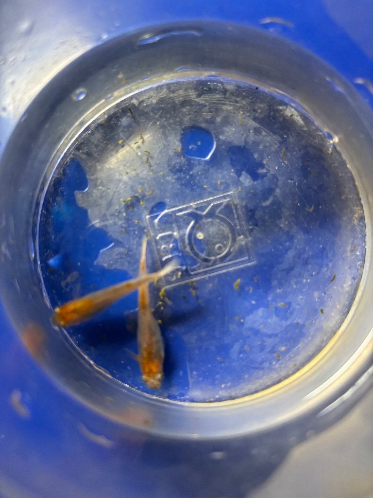 Medaka Tricolor 1-2 cm, Dieren en Toebehoren, Overige soorten