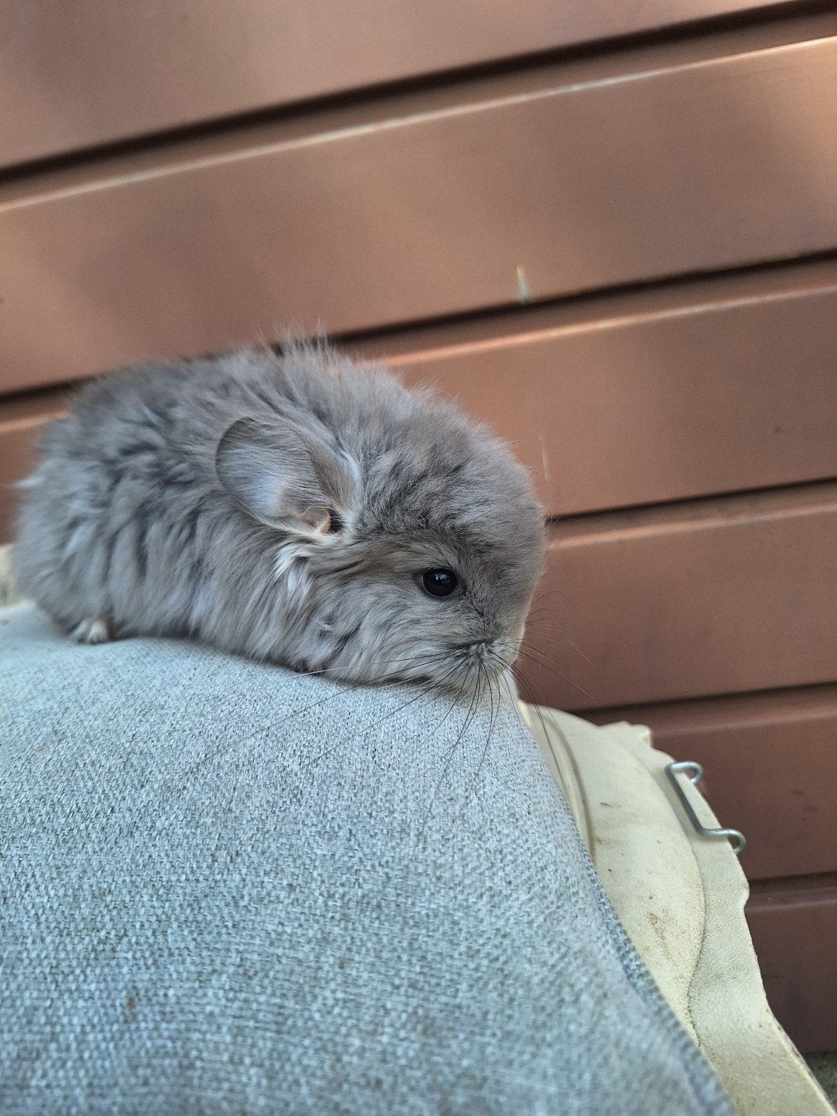 Jonge chinchilla's, handtam, ook angora, Dieren en Toebehoren, April, Chinchilla