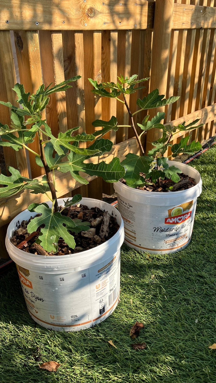 Vijgenboom, Tuin en Terras, Planten | Tuinplanten, Ophalen of Verzenden