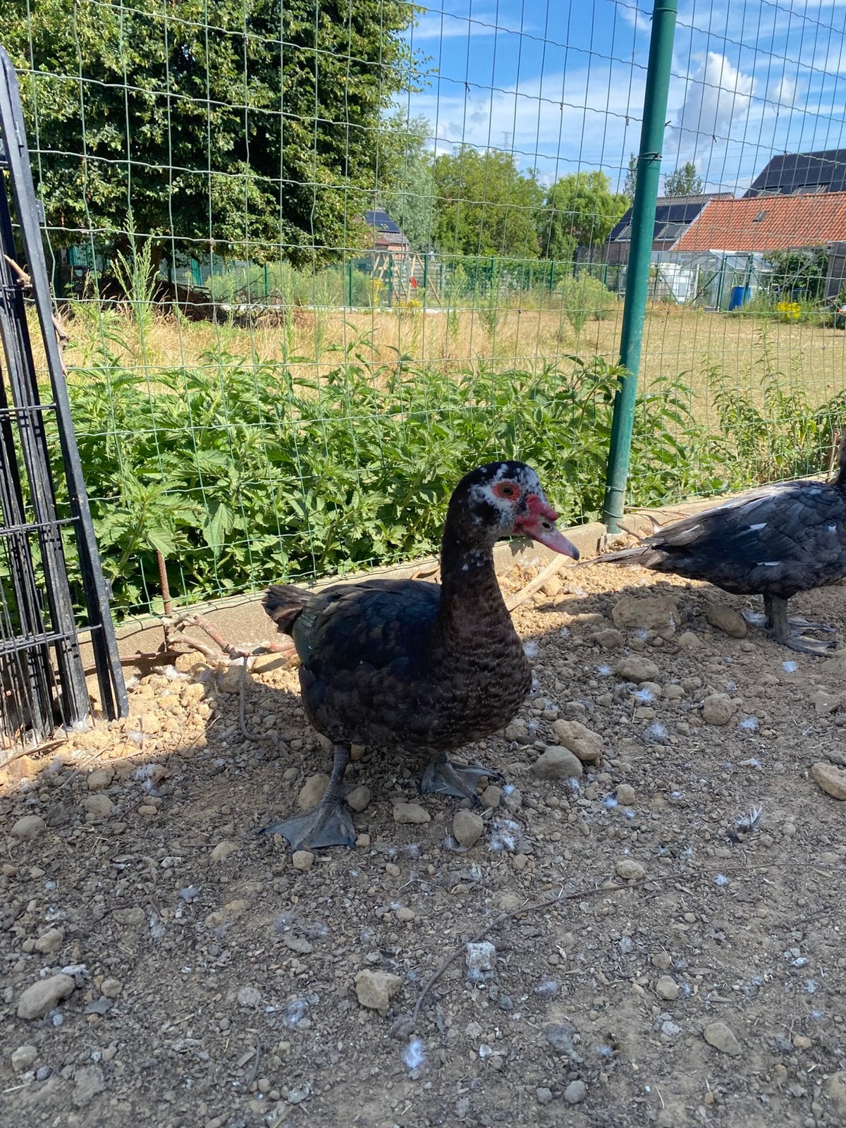 Barberie eenden kopels, Meerdere dieren, Eend