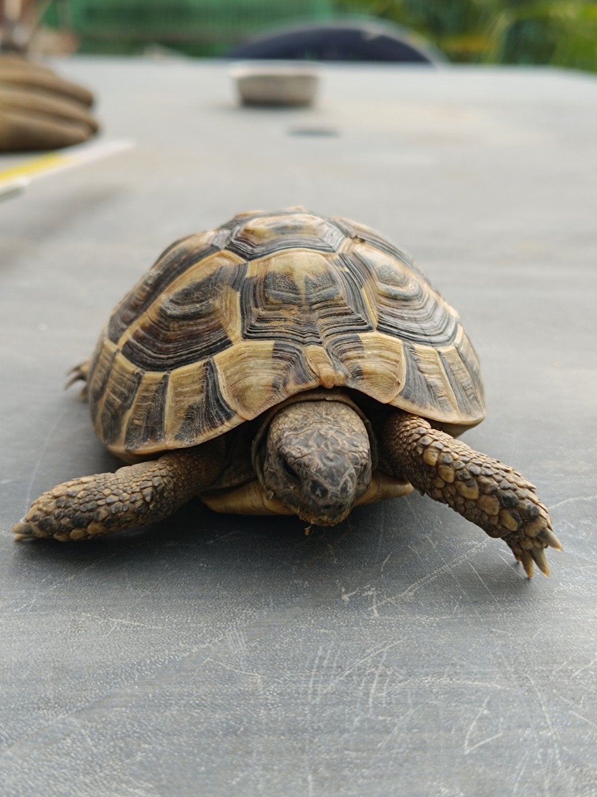 tortue : Testudo boettgeri Hermanni de 2019, Dieren en Toebehoren, Schildpad