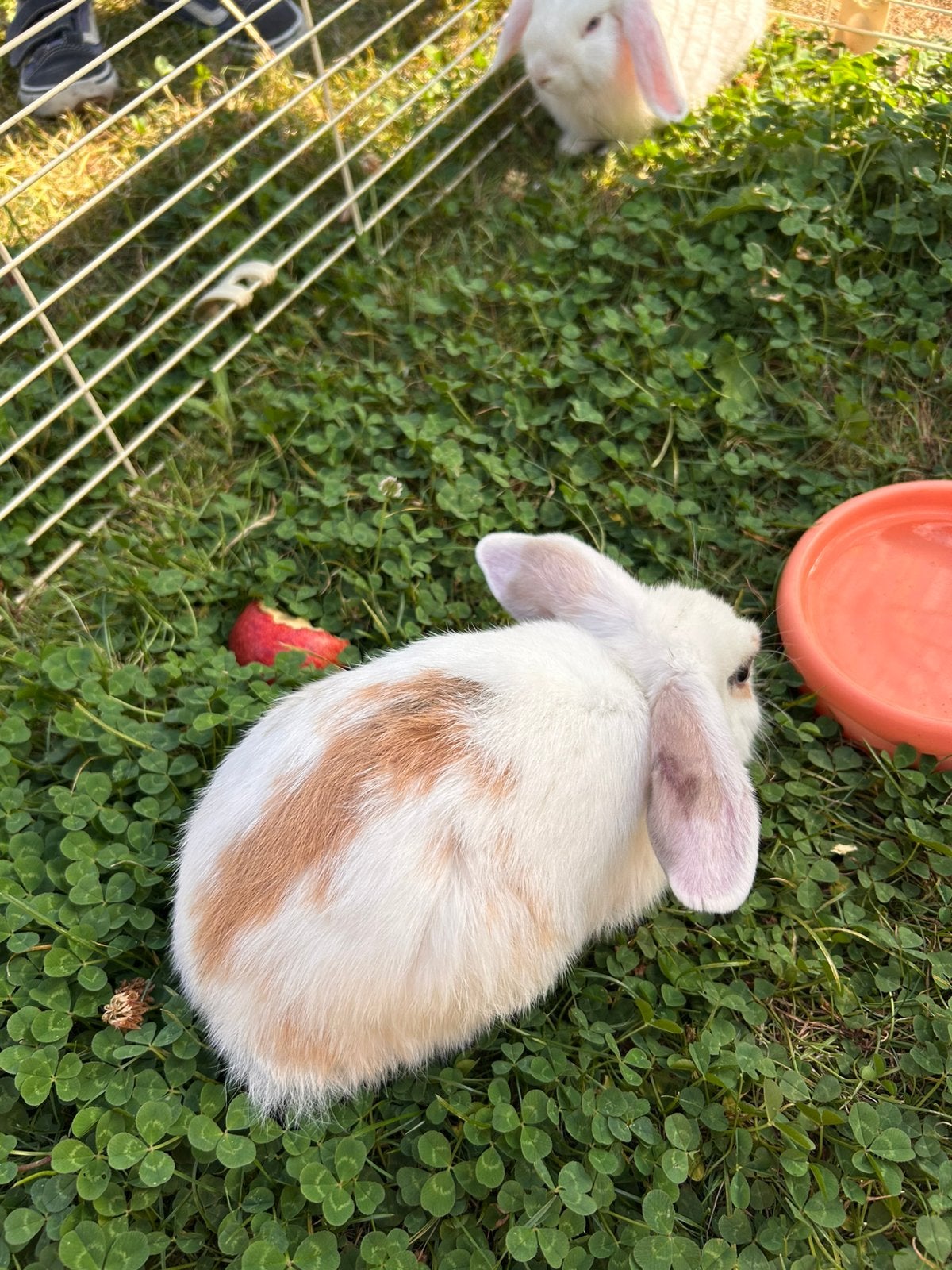Konijntjes, Dieren en Toebehoren, Konijnen, Mannelijk, Klein, Hangoor, 0 tot 2 jaar