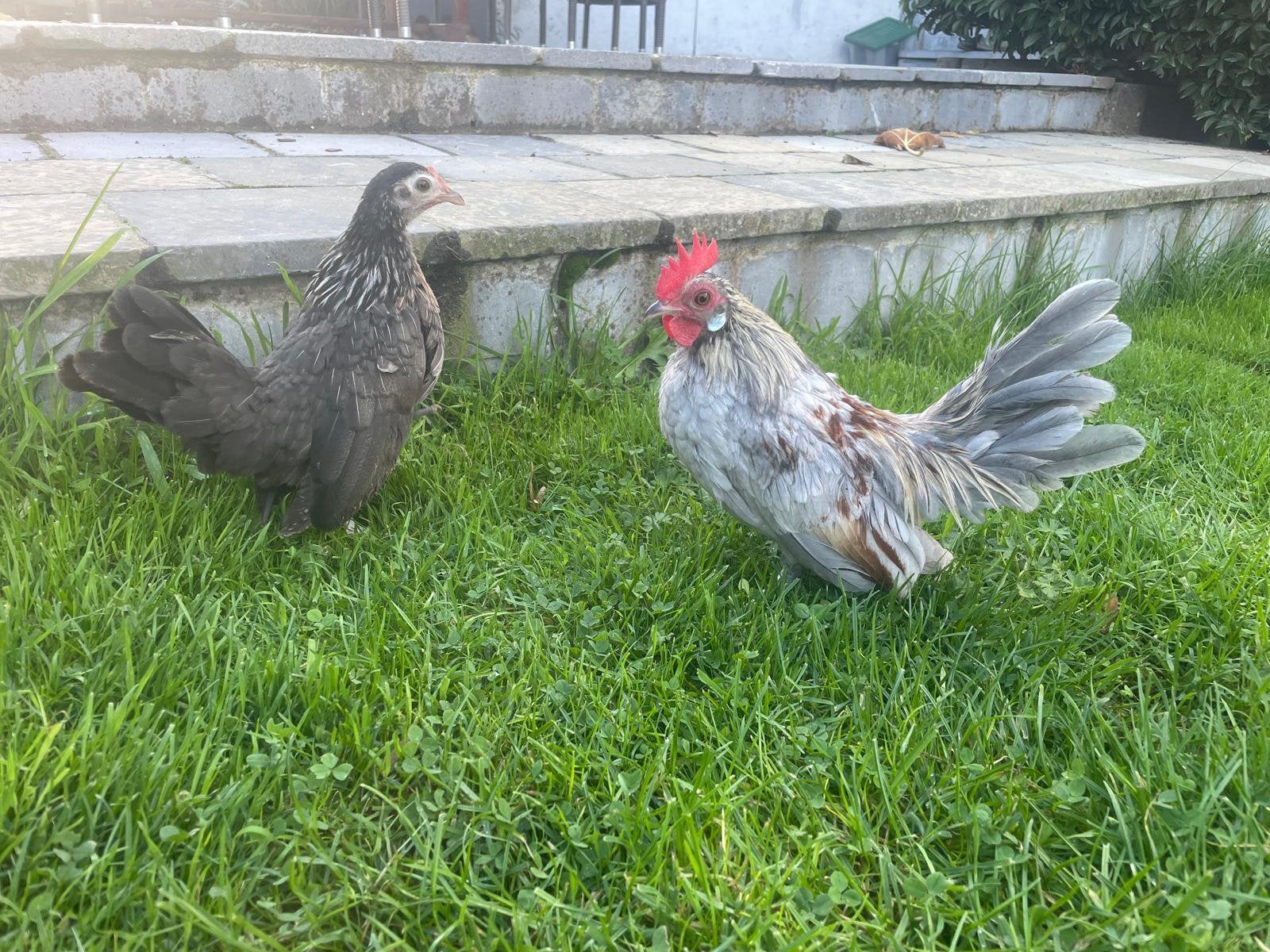 Koppel jonge hollandse krielen!, Dieren en Toebehoren