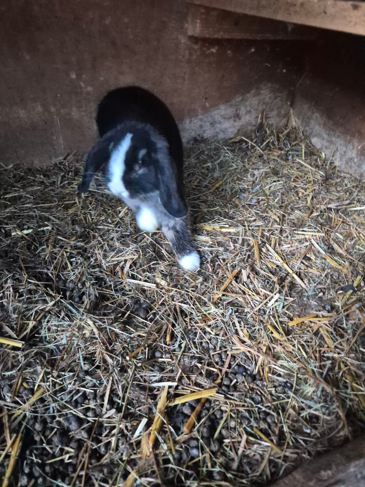 jonge dwergkonijnen verschillende soorten en kleuren, Dieren en Toebehoren, Konijnen, Meerdere dieren, Dwerg, 0 tot 2 jaar
