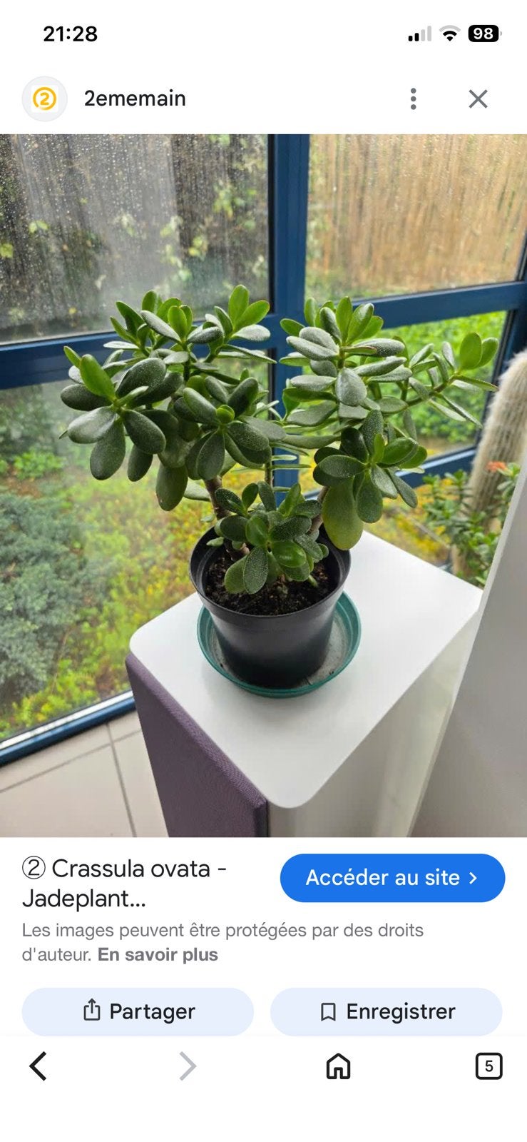Arbre de Jade en pot., Enlèvement, Plante fixe, Graminées ornementales, Mi-ombre