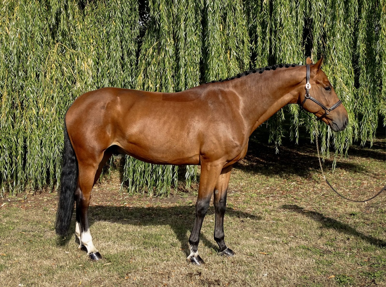 Fantastisch springpaard