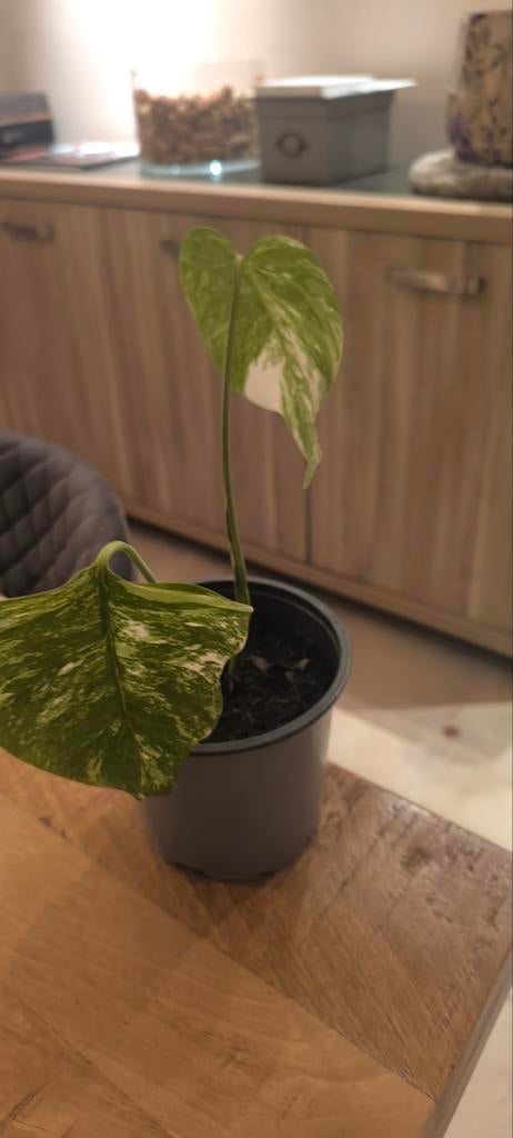 Monstera variegata