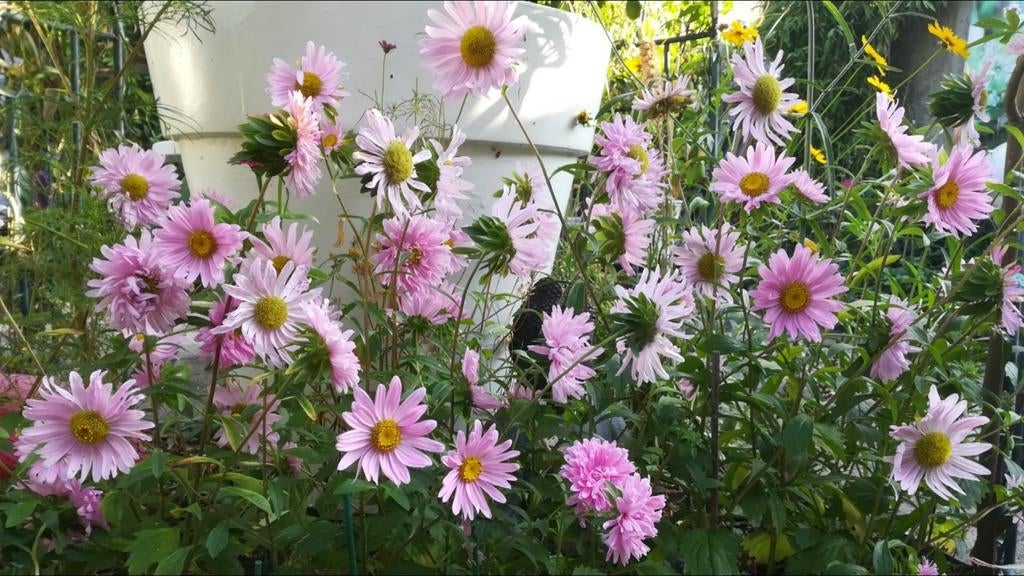 Chinese Aster mix zaden, Callistephus chinensis, Tuin en Terras, Verzenden