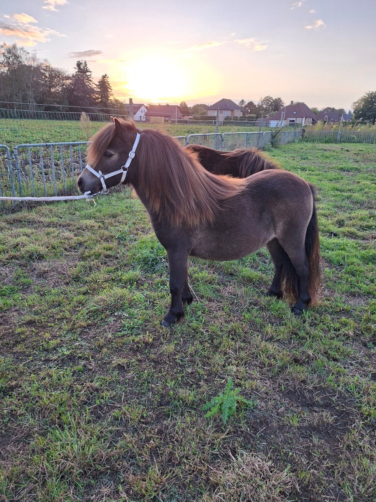 Shetlander, Dieren en Toebehoren, Merrie, Met stamboom, 0 tot 2 jaar