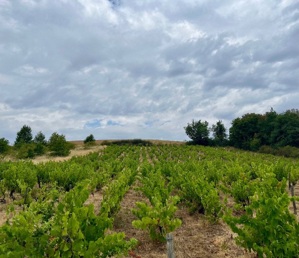 Vignes bio en sud Beaujolais, Immo, Étranger, France, Autres types, Campagne